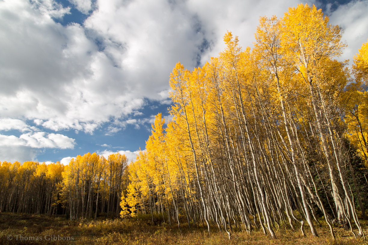 Wiggly Aspens